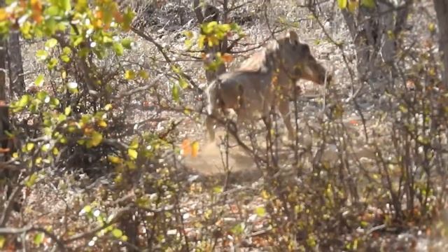 Warthog Bow Hunt смотреть онлайн