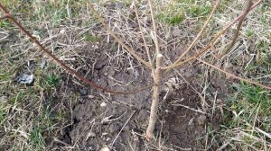 Как начать формировать однолетний персик с кроной " чаша". Просто и доступно!