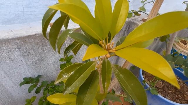 Organic Homemade NPK Fertilizer in Tamil | Preparation of NPK fertilizer made out of kitchen waste смотреть онлайн