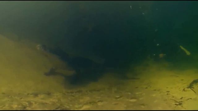 Дайвер столкнулся лицом с гигантским КРОКОДИЛОМ Вот чем кончилась эта встреча! смотреть онлайн