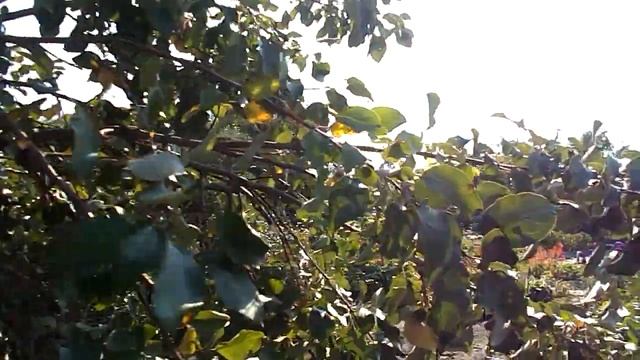 ОБЗОР СОРТОВ ЯБЛОНЬ ПУДОВЩИНА И СОКОЛОВСКОЕ смотреть онлайн