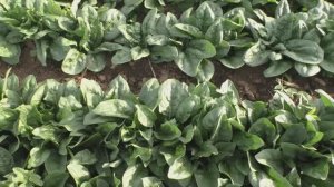 Как вырастить шпинат в жару? Успешное выращивание шпинатов летом в Волгоградской области!