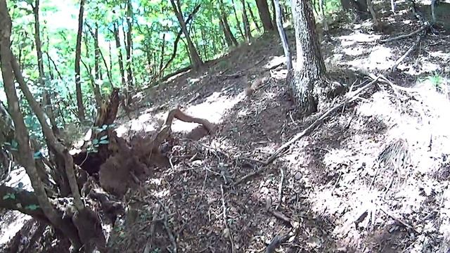 В кроксах по кизиловому лесу за грибами : Крым смотреть онлайн
