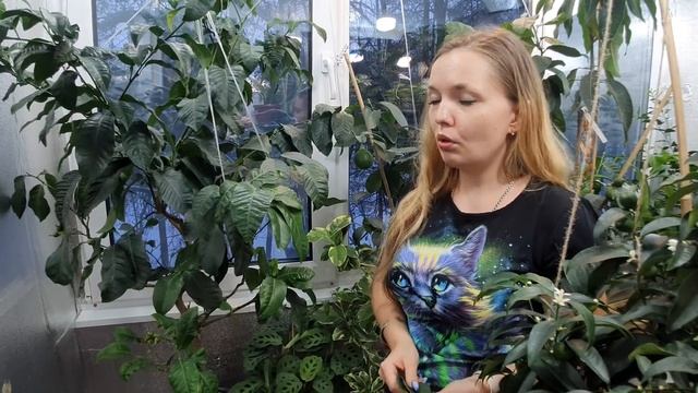 Бергамот под искусственным освещением смотреть онлайн