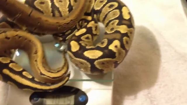 (5-6 month old) THE DIFFERENCE BETWEEN GOOD FEEDERS AND BAD FEEDERS! смотреть онлайн