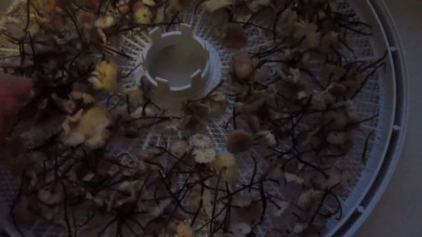 Сушим чесночник обыкновенный (Marasmius scorodonius)