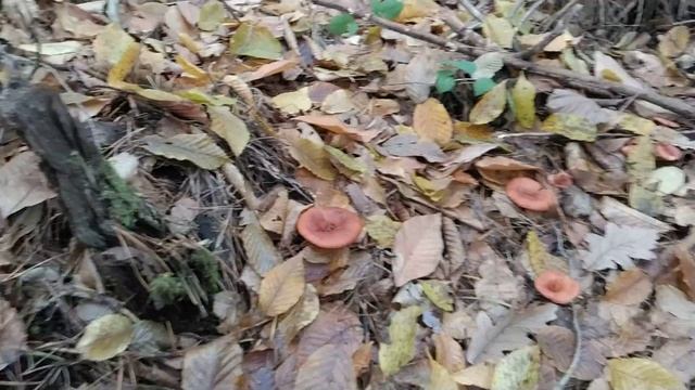 Говорушка рыже-бурая, или перевёрнутая, очень сомнительный грибочек. Грибная азбука. смотреть онлайн