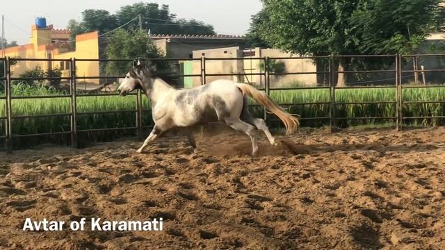Marwari stallion Avtar of Karmati One of the most beautiful Marwari horse смотреть онлайн