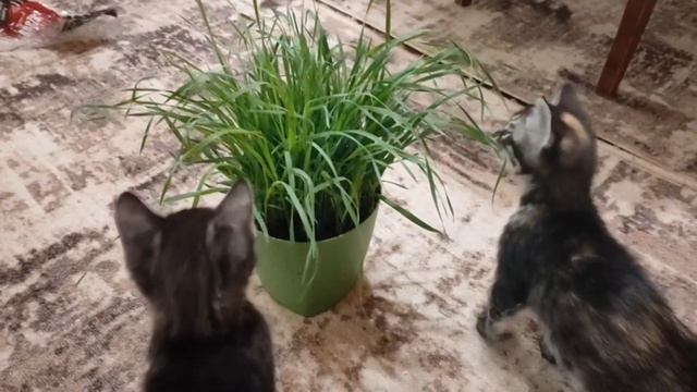 Вынужденная посадка Бенгальских котят смотреть онлайн