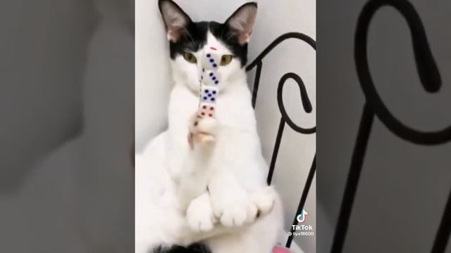 аххахаха хаха