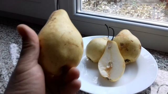 Краткий обзор вкусовых качеств груши Вильямс зимний или Кюре смотреть онлайн