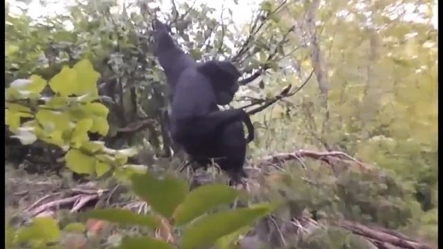 Сиаманги - примат, обожающий хоровое пение. смотреть онлайн