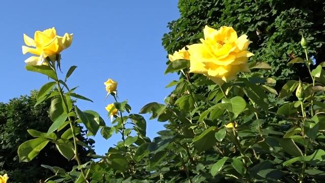 Rosa ´Goldstar´ смотреть онлайн