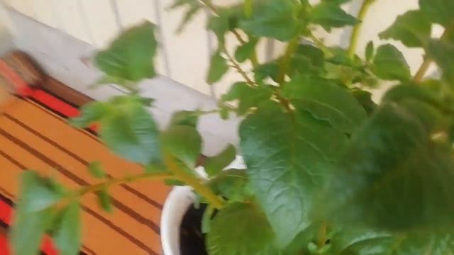 Как растет картошка на балконе. Как выросла наша картошка смотреть онлайн