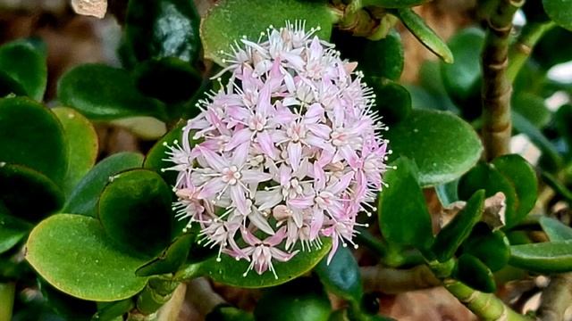 화월(Crassula Portulacea)
