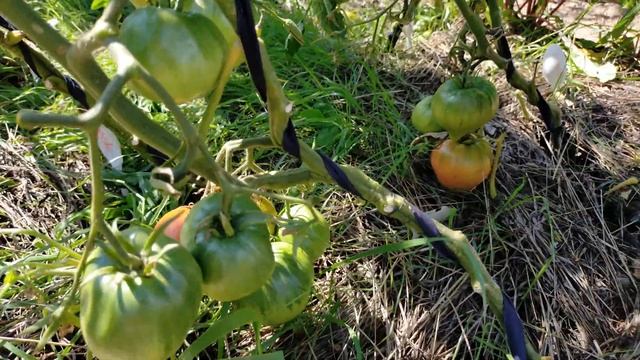 Обзор томатов Минусинские! Сезон 2021 смотреть онлайн