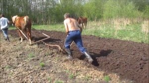 А МЫ ПАХАЛИ И БУДЕМ ПАХАТЬ ЛОШАДЬЮ