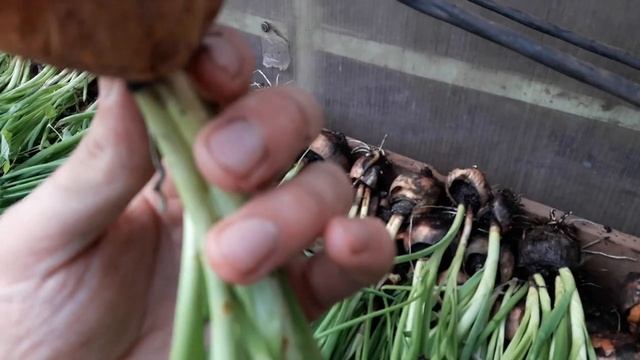 МГ - 013 гнилой лук на перо. Результаты. смотреть онлайн