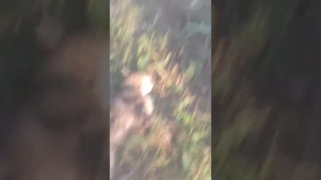 кск "Турмыс" травит кошек(1) смотреть онлайн