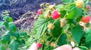 Ремонтантная малина Полана и Джоанжей ( первое плодоношение после посадки)