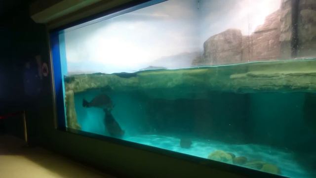 Морские котики резвятся смотреть онлайн