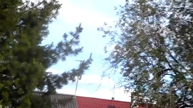 Плакучие Берёзы. Полуживые деревья. Высохшие Рябины. Боль Природы. смотреть онлайн