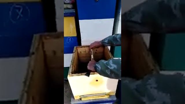 Подготовка весенних отводков осенью 2020 года. Пасека 2021 год смотреть онлайн