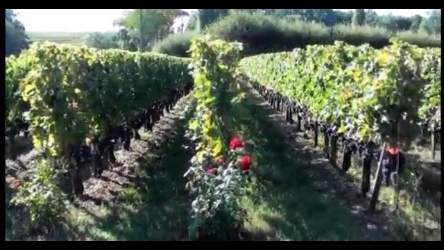 Технология вина.  Виноделие Франции. Бордо, Шато Ля Гард