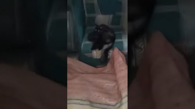 Что означает фразеологизм ИСКАТЬ ЧЁРНУЮ КОШКУ В ЧЁРНОЙ КОМНАТЕ? смотреть онлайн