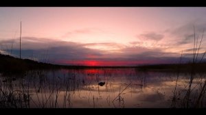 ОХОТА НА УТОК осенью - Северная утка пошла на озера