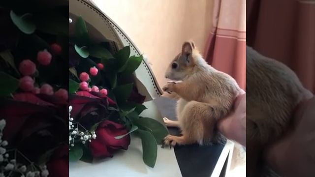 Белка Соня. Новосибирск.Цветочные лакомства (squirrel_sonya) смотреть онлайн