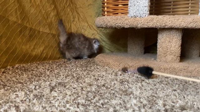 Персидский котенок Пиаф Бланда ДМ смотреть онлайн
