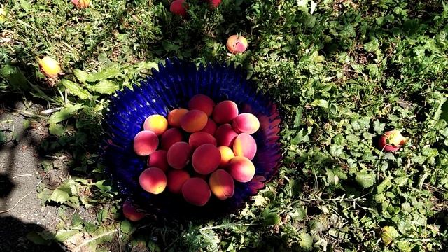 Абрикос "Саратовский Рубин". смотреть онлайн