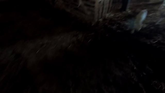 Овцеферма нашего поселка! Самый тяжелый рабочий день! (2 часть) смотреть онлайн