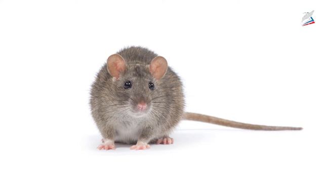 Борьба за существование и естественный отбор – движущие силы эволюции смотреть онлайн