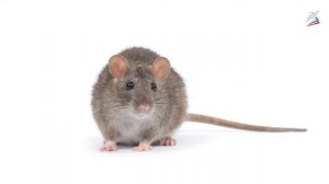 Борьба за существование и естественный отбор – движущие силы эволюции