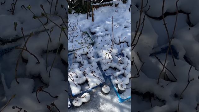 Саженцы крупнолистной гортензии #гортензия #сад #гортензиякрупнолистная смотреть онлайн