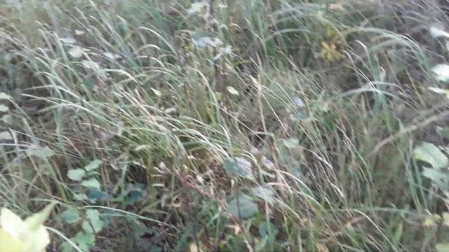 Грибы. смотреть онлайн