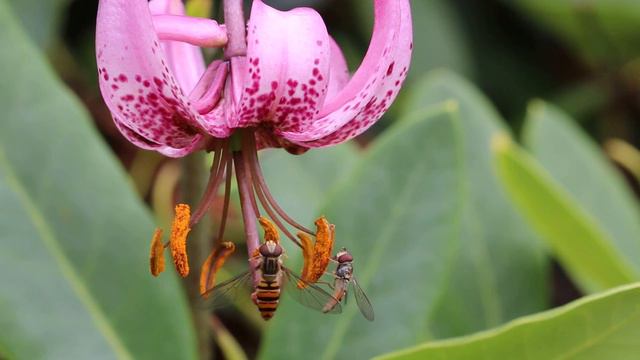 Lys martagon pollinisation . Lilium martagon. Sigma 105 macro( Art Lebel ) смотреть онлайн