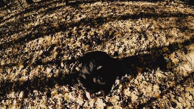 Буктрейлер Мцыри смотреть онлайн