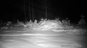 Охота на волка! 🐺 Волк на приваде! Wolf hunting!