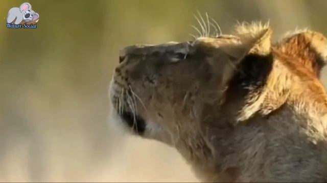 Lioness watching her cub being eaten by a leopard смотреть онлайн
