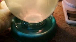 Как вырастить бройлера. Начало. Купили суточных.