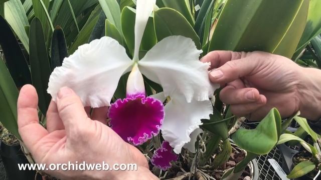 OrchidWeb - Lc. Stonehouse 'Duke of Bridgewater' смотреть онлайн