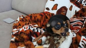 Той терьер - настоящий защитник!