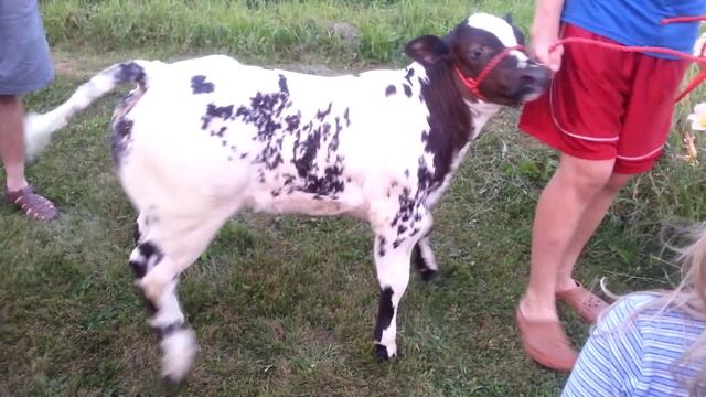 Belgian blue calf смотреть онлайн