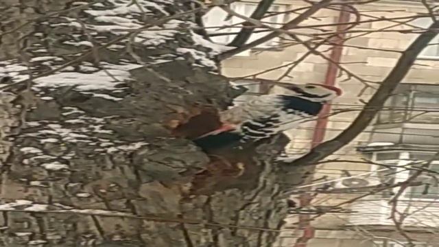 Новосибирск, 23.02.2023. Дятел в городе смотреть онлайн