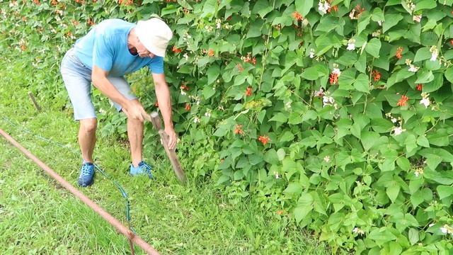 Как вырастить много крупной фасоли СТЕНОЙ ч.3 смотреть онлайн