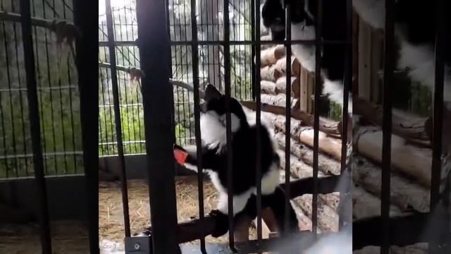 Мал да удал! Зоопарк Ялта Интурист и кричащие лемуры смотреть онлайн