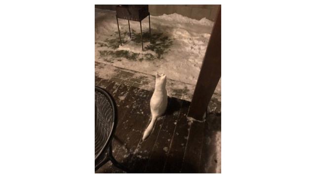 Святой крест в каждой деревеньке, угощение для черепахи Тортиллы и другие приколы. смотреть онлайн